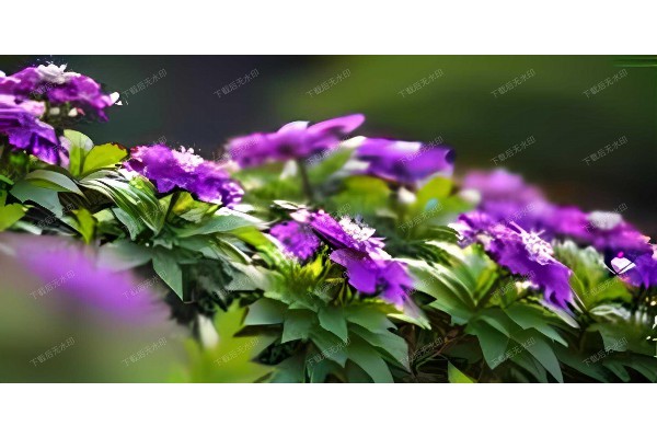 武汉桑拿夜网，畅享江城夜生活新体验